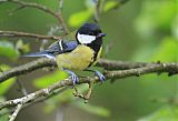 Great Tit